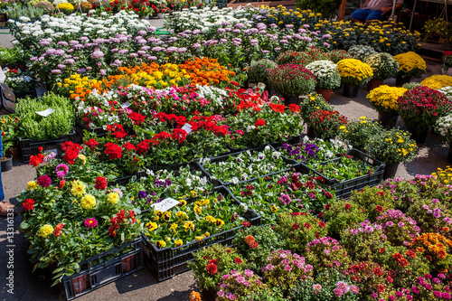 Flower market in Bucharest Romania