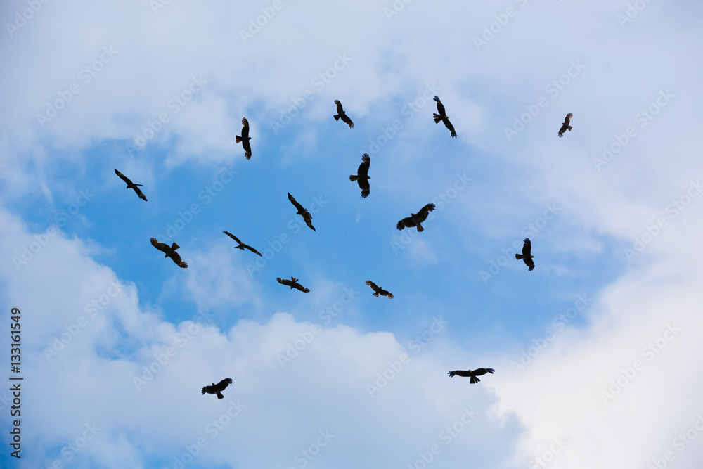 eagles flying in sky