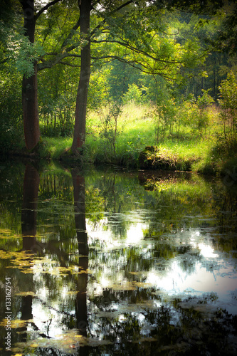 Summer pond in forest with trees and reflection