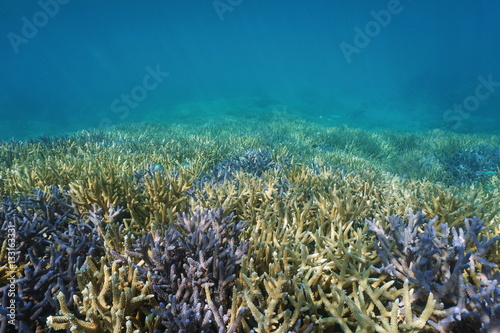Underwater coral reef, ocean floor covered by Acropora staghorn corals, south Pacific ocean, New Caledonia