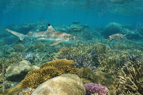 Underwater coral reef with a blacktip reef shark and a green sea turtle, south Pacific ocean, New Caledonia 
