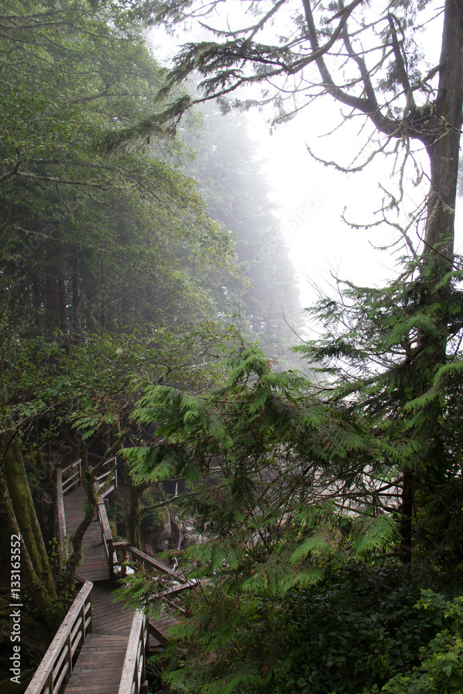 Obraz premium Coastal Forest Walkway