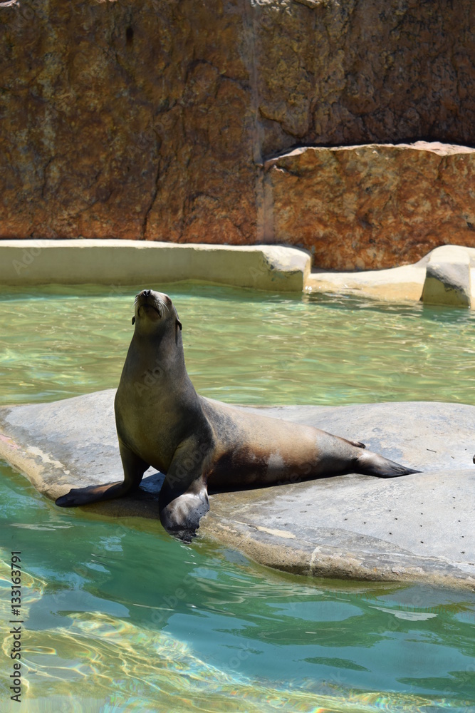 Obraz premium león marino