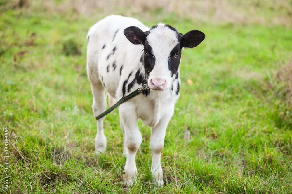 the cow is grazed on a meadow, selective focus