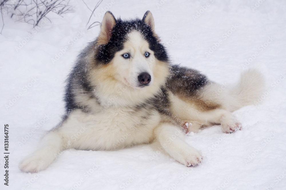 Siberian Husky feels good in the cold and snow