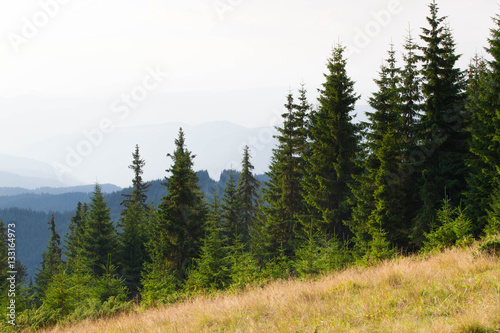 Spruce forest in the Ukrainian Carpathians. Sustainable clear ecosystem