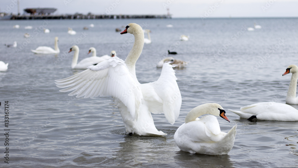 Mute Swan, Swan, Goose. Mute Swan, Swan, Goose.