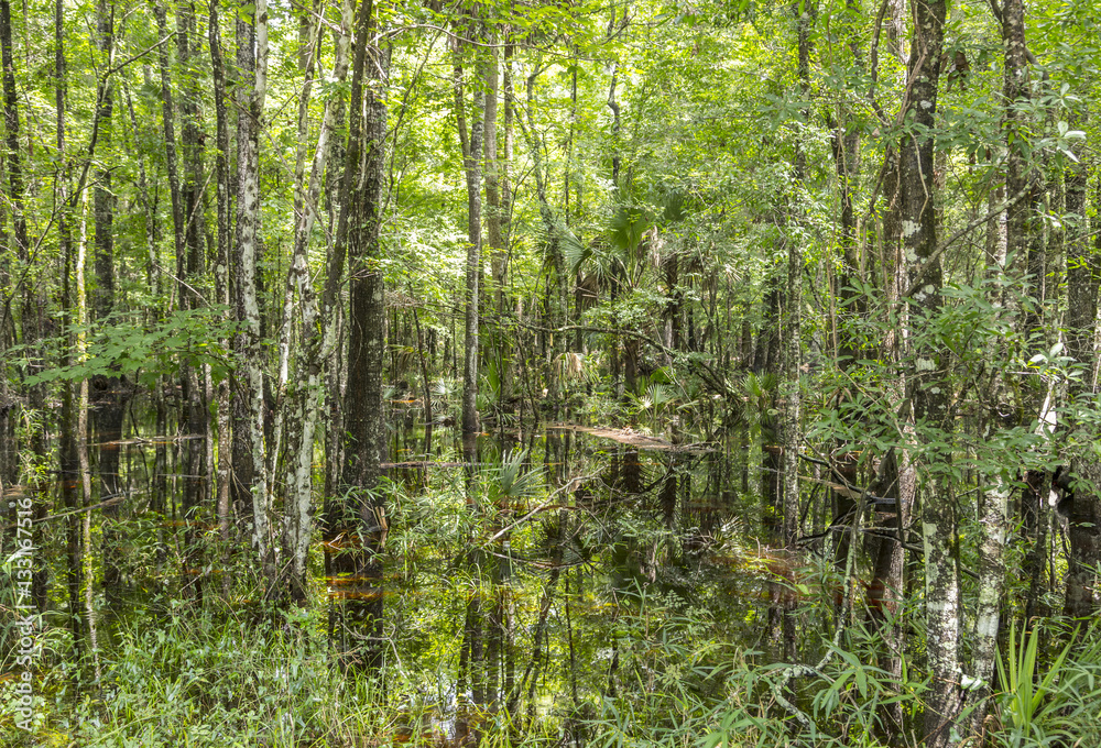 Bald  Trees reflecting in the water in a florida swamp on a warm