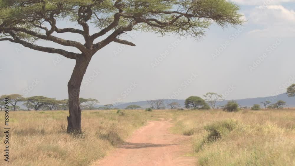 CLOSE UP: Dusty safari road leading through grassy savanna field towards acacias CLOSE UP: Dusty safari road leading through grassy savanna field towards acacias