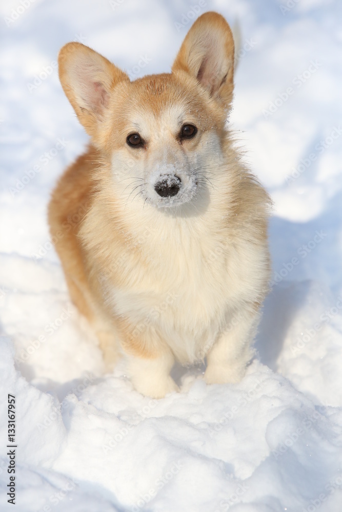 Corgi pups in winter with big snow