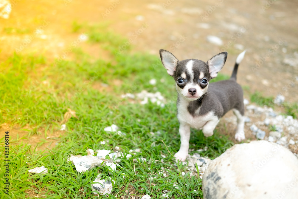 Chihuahua Standing on Grass Lawn