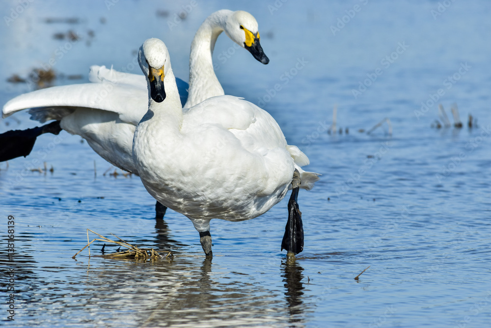 Naklejka premium 佇む白鳥(二羽)