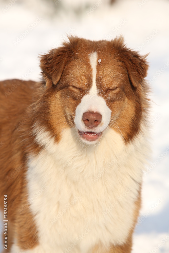 Australian shepherd in winter with snow smiling with closed eyes