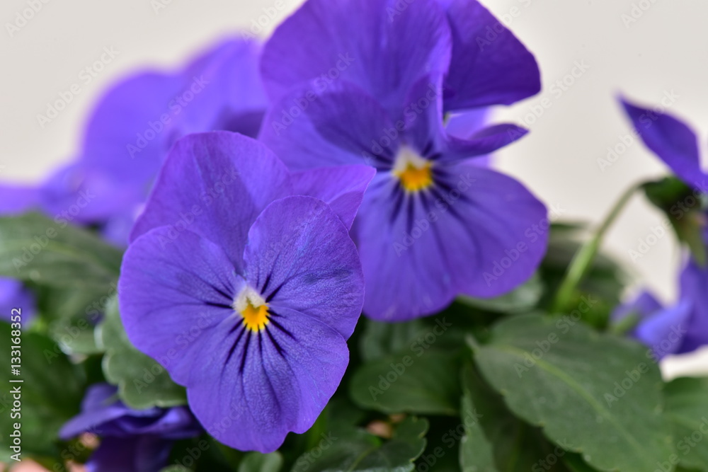 Obraz premium Viola w górę