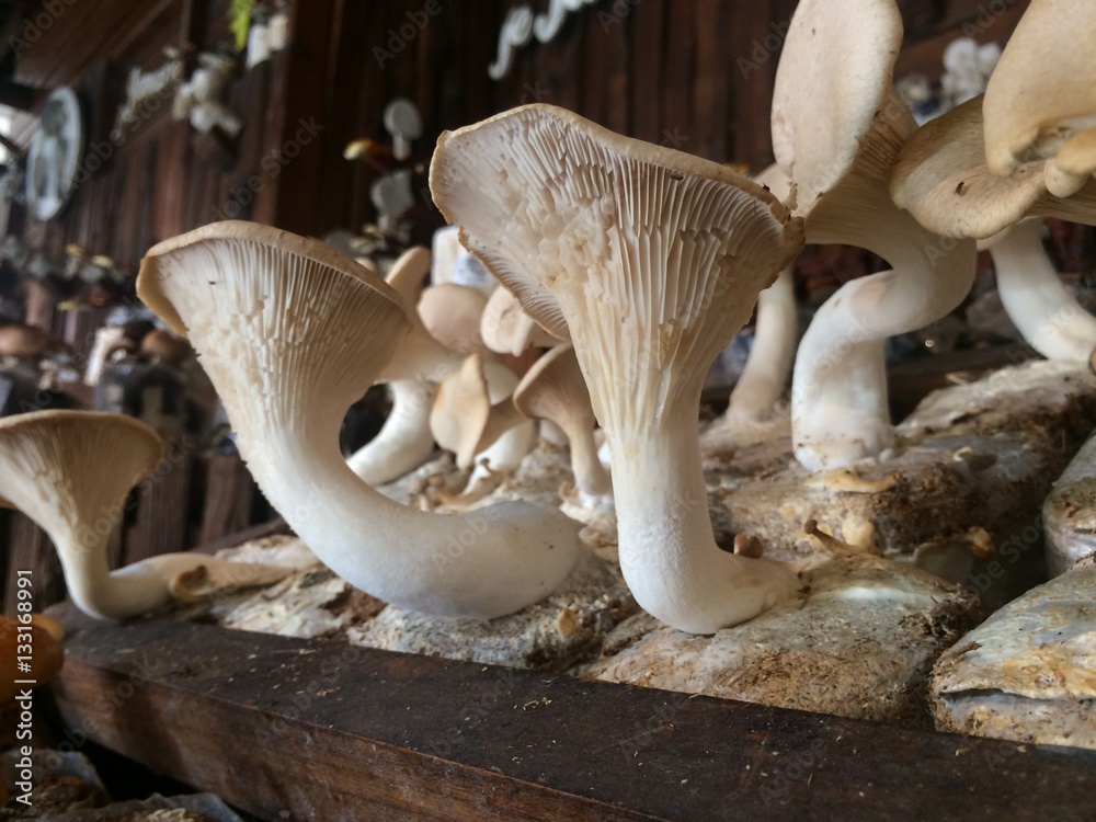 Fototapeta premium natural mushrooms