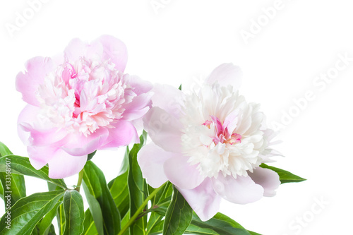 Beautiful soft pink peony  flowers. Floral design  screen wallpaper
