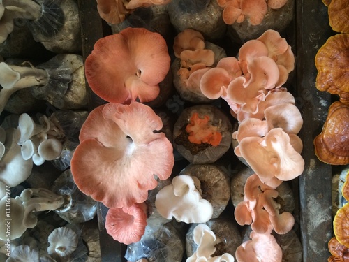 natural mushrooms