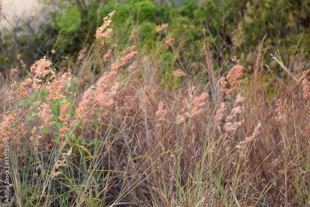 Grass at Chiang Kan district, Loei province, Thailand