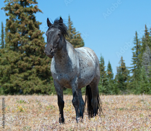 Blue Roan Stallion wild horse in the Pryor Mountains Wild Horse Range in Montana – Wyoming USA.