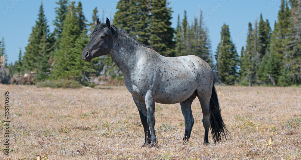Wild Horse Blue Roan Band Stallion in the Pryor Mountains Wild Horse Range in Montana – Wyoming USA. Wild Horse Blue Roan Band Stallion in the Pryor Mountains Wild Horse Range in Montana – Wyoming USA.