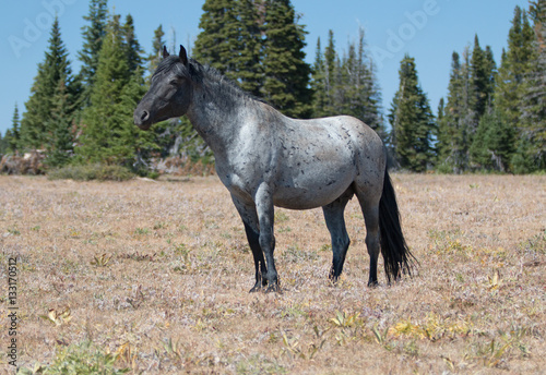 Wild Horse Blue Roan Band Stallion in the Pryor Mountains Wild Horse Range in Montana US