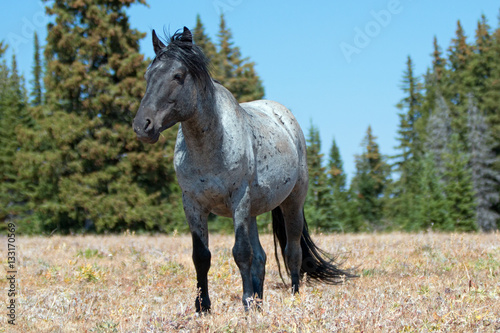 Wild Horse Blue Roan Band Stallion in the Pryor Mountains in Montana – Wyoming USA. © htrnr