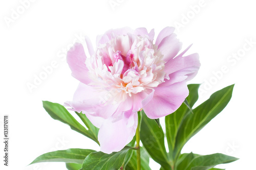 Beautiful soft pink peony  flower. Floral design  screen wallpaper