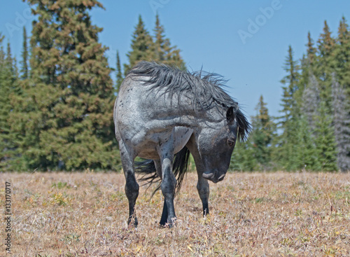 Wild Horse Blue Roan colored Band Stallion in the Pryor Mountains Wild Horse Range in Montana – Wyoming USA. © htrnr