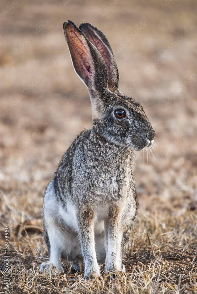Scrub hare sitting in field, Western Cape, South Africa Scrub hare sitting in field, Western Cape, South Africa