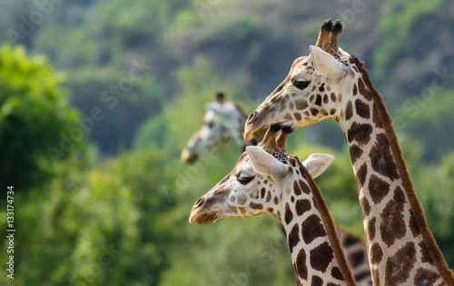 The giraffe with her colleagues.