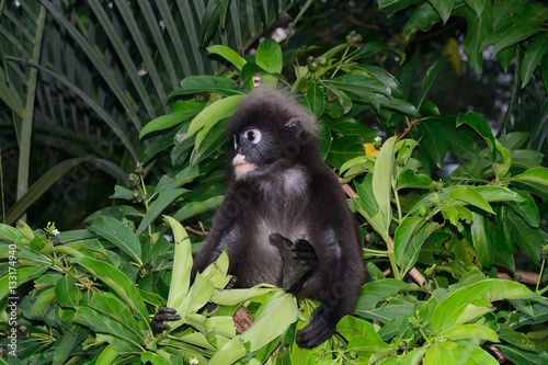 Dusky leaf monkey  Penang  Malaysia