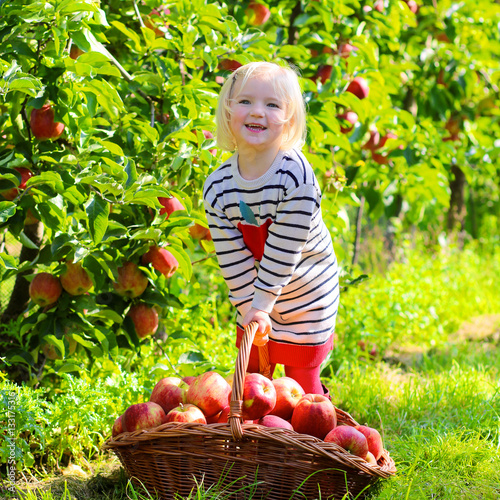 Little girl picking apples in a basket at the garden. Happy child playing in apple tree orchard on a farm in autumn. Healthy toddler having fun and eating fruits at fall harvest outdoors.