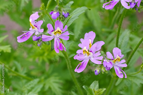 Fototapeta Naklejka Na Ścianę i Meble -  Gefiederte Spaltblume, Schizanthus pinnatus -  small butterfly, Schizanthus pinnatus