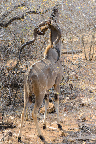 Kudu in Kruger National Park  South Africa