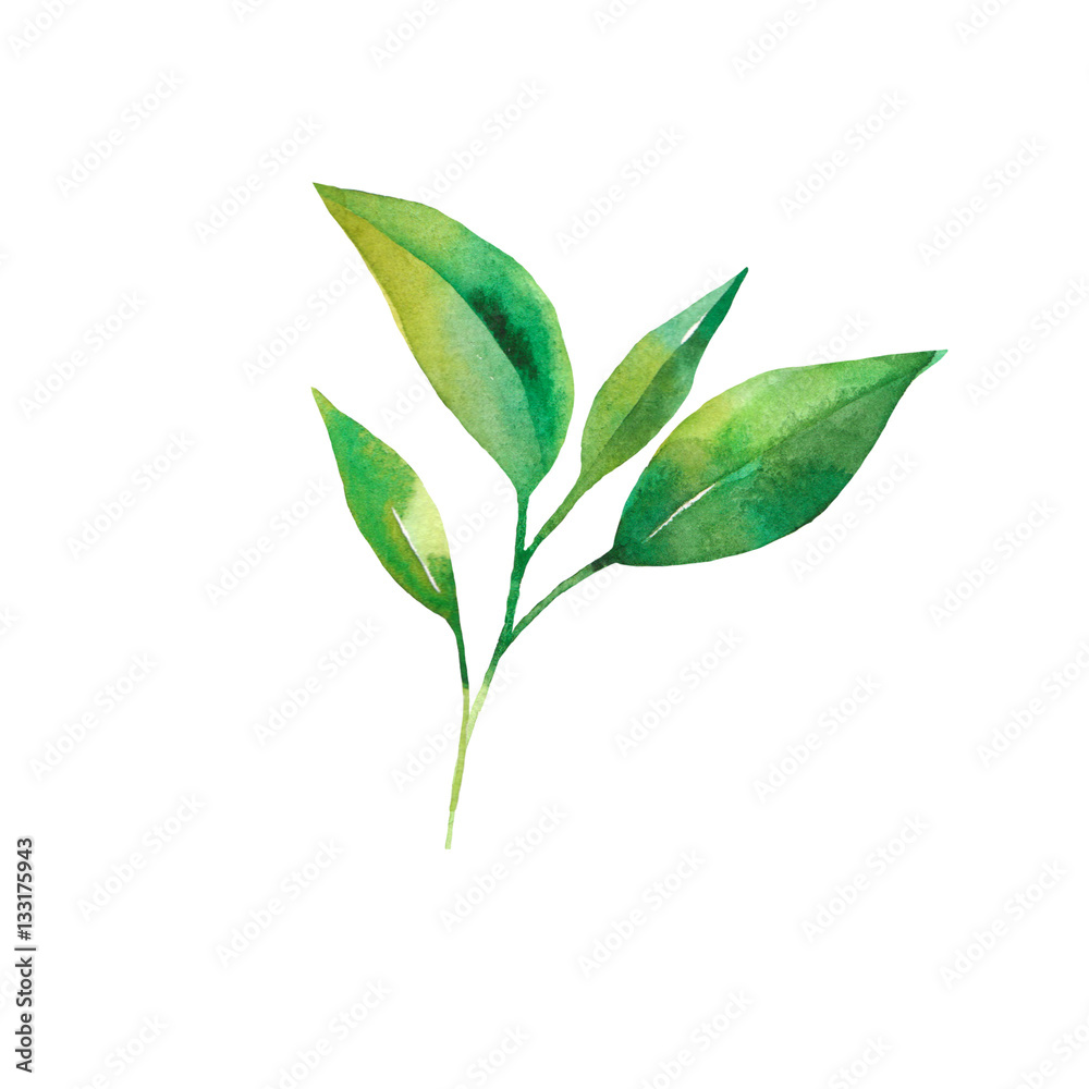 Tea leaves watercolor as design element. Green tea branch in hand drawn watercolor style. Tea background for paper, textile and wrapping