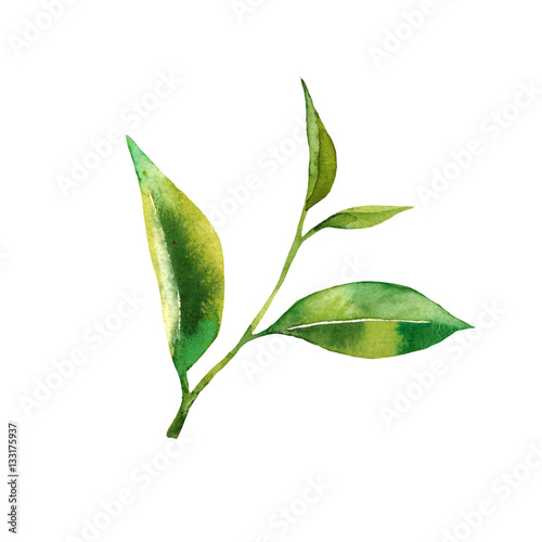 Tea leaves watercolor as design element. Green tea branch in hand drawn watercolor style. Tea background for paper, textile and wrapping