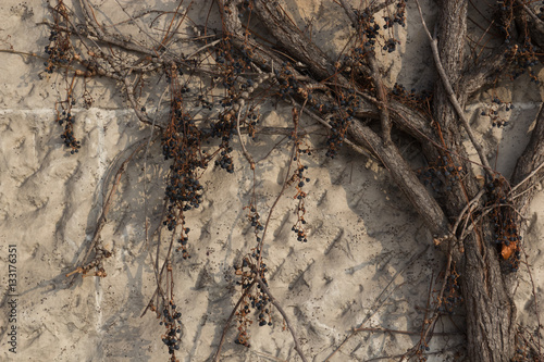 Photos White wall background with withered vine