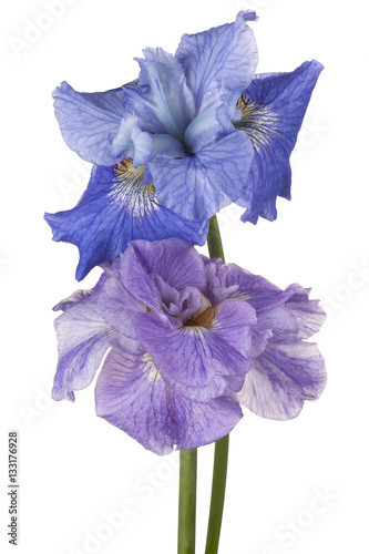 Fototapeta Naklejka Na Ścianę i Meble -  iris flower isolated