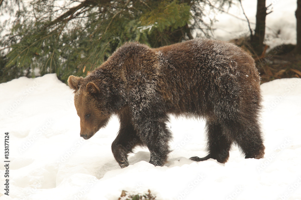 Brown bear into to the snow Brown bear into to the snow