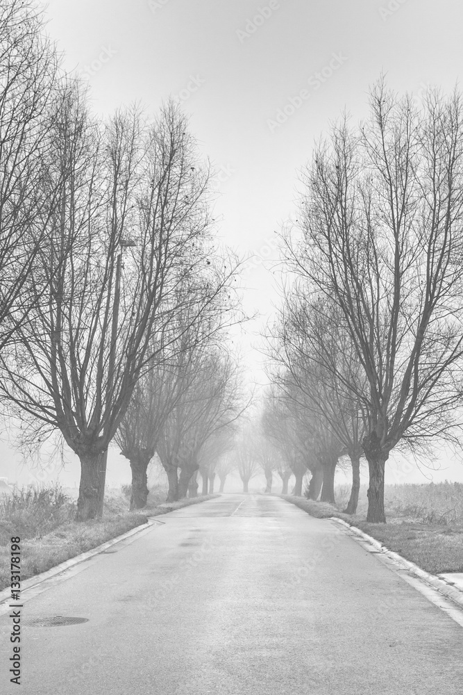 Road lined with trees Road lined with trees