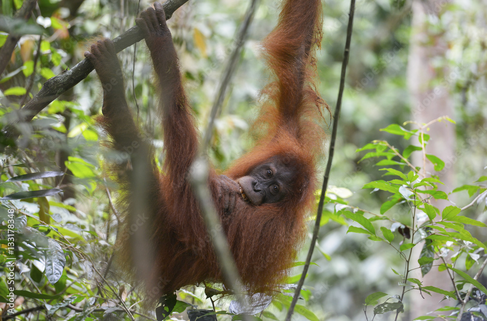 Orangután en la selva de Sumatra, Indonesia Orangután en la selva de Sumatra, Indonesia