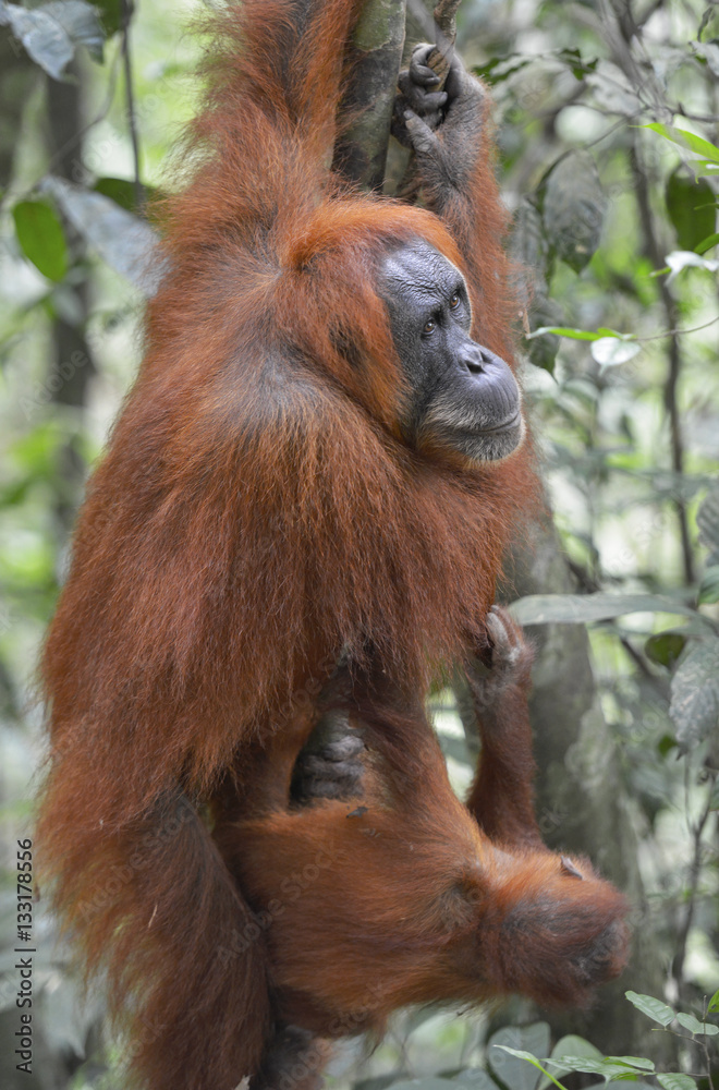 Orangután en la selva de Sumatra, Indonesia Orangután en la selva de Sumatra, Indonesia