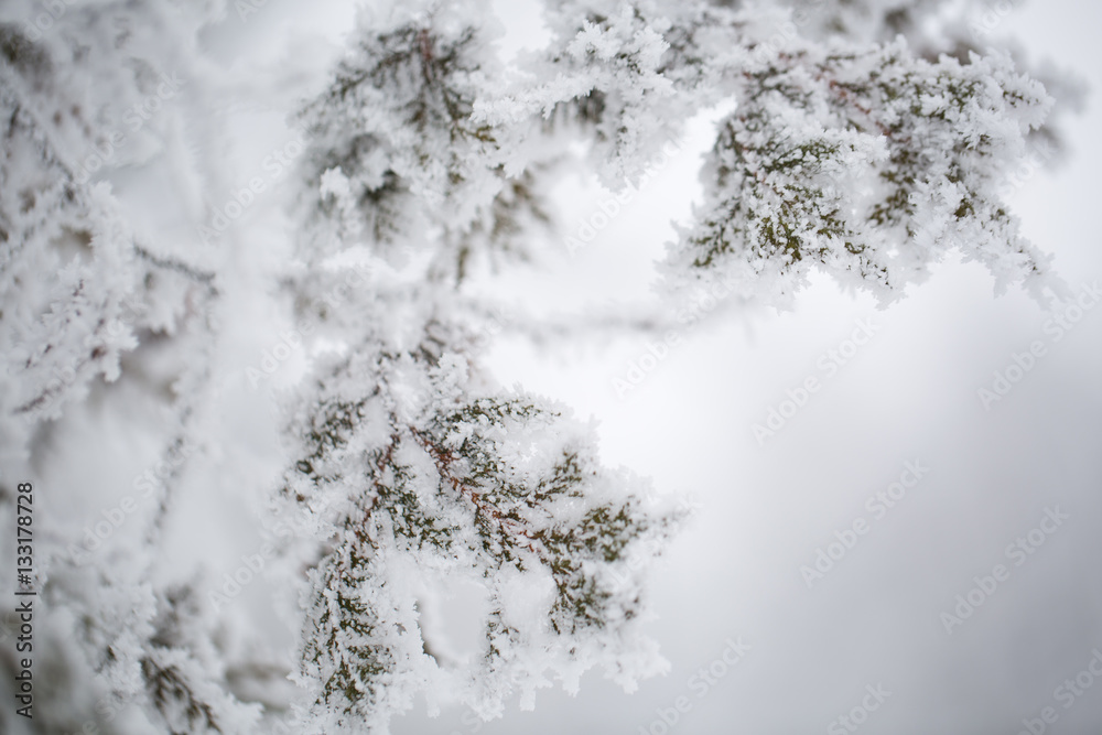 spruce in the snow. pine.