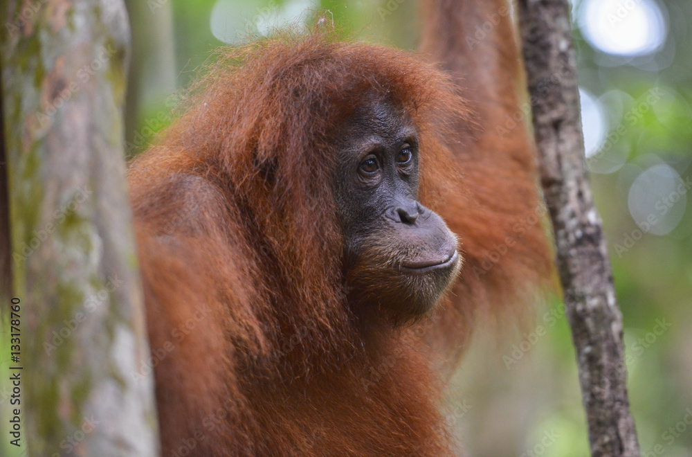 Orangután en la selva de Sumatra, Indonesia Orangután en la selva de Sumatra, Indonesia