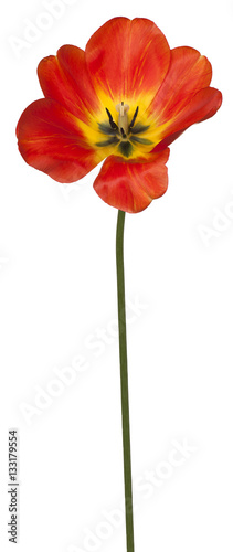 tulip flower isolated