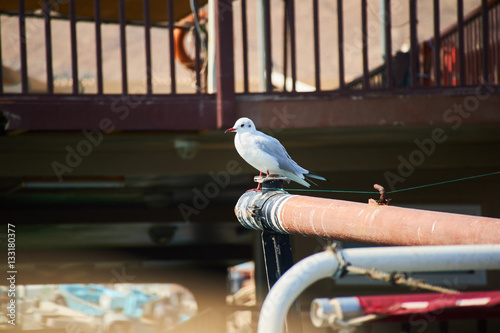 Photos Seagull on stern