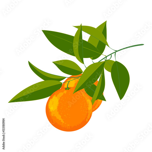 Vector illustration of fresh oranges,  fruits with green leaves on white background