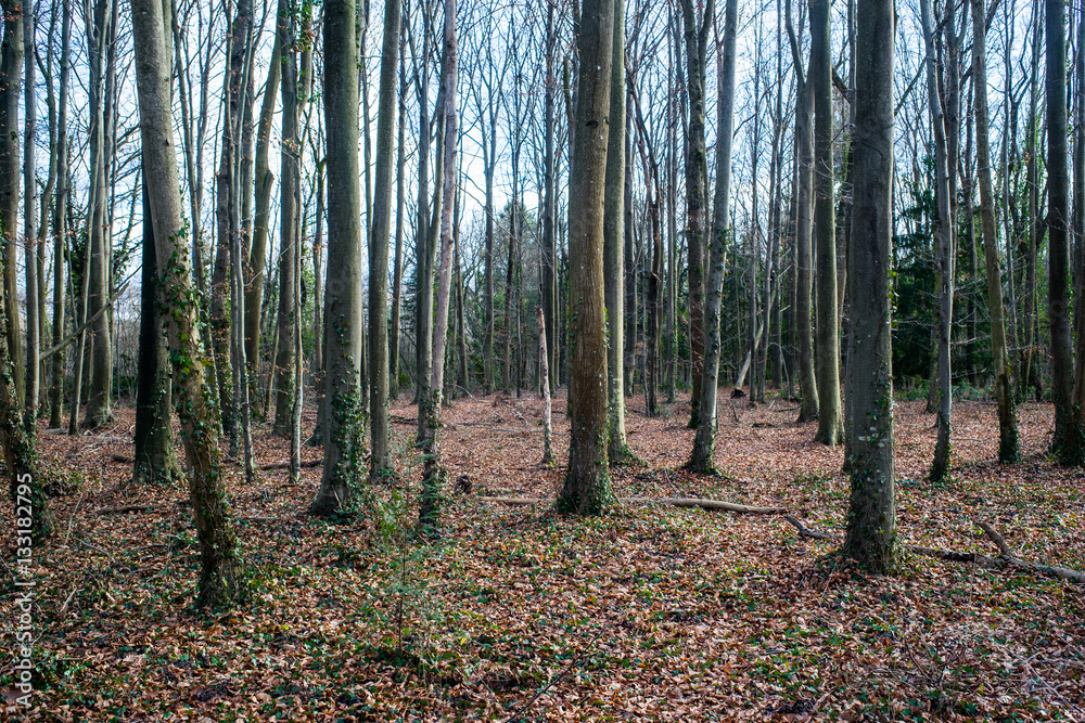 Obraz premium forêt hétraie
