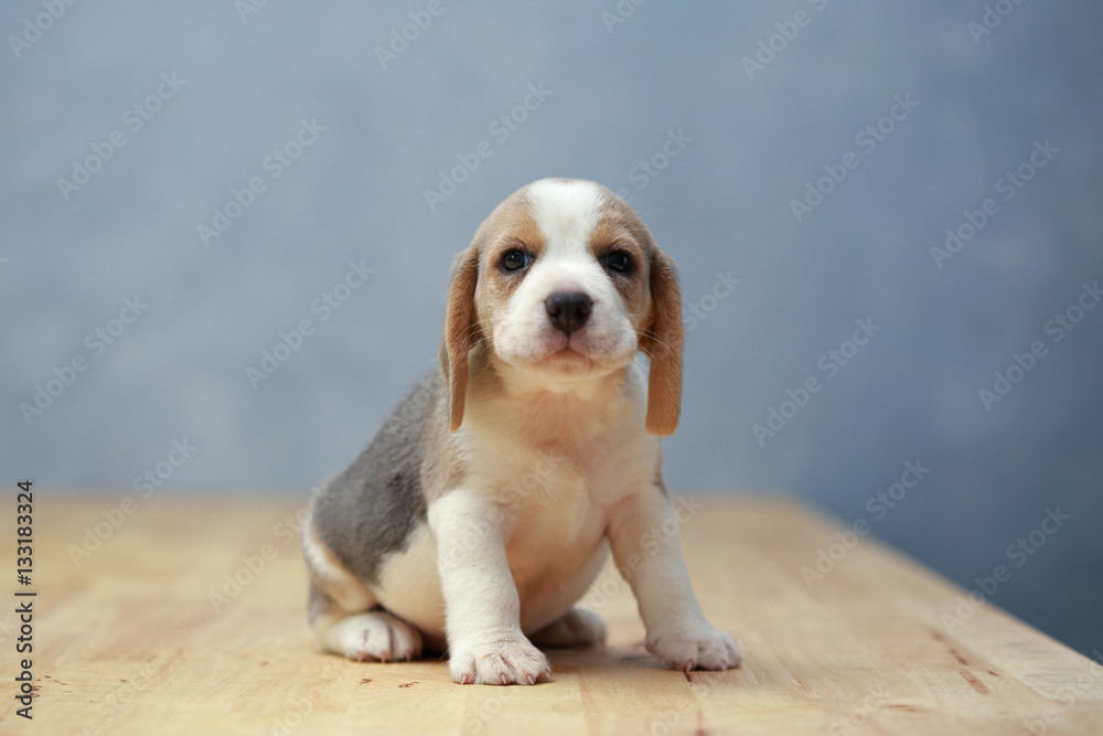
cute beagle puppy  in action