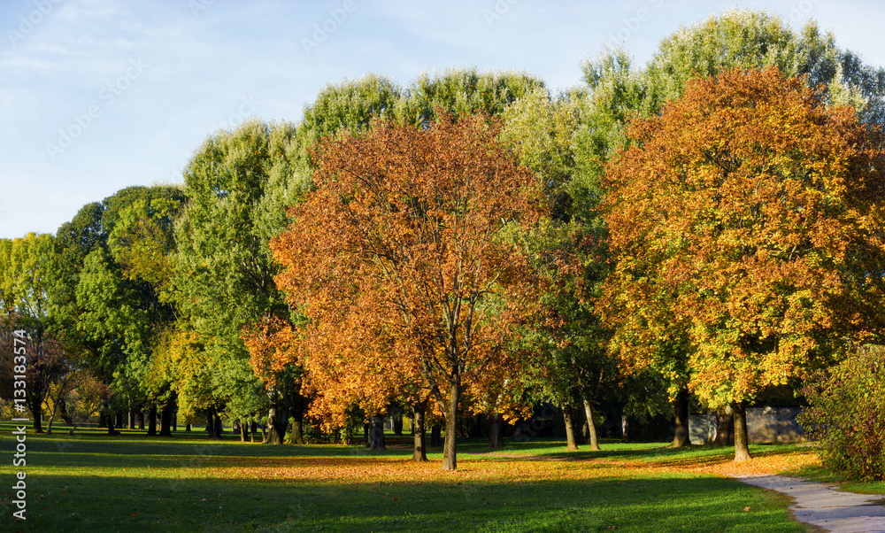 View at autumn trees in a park